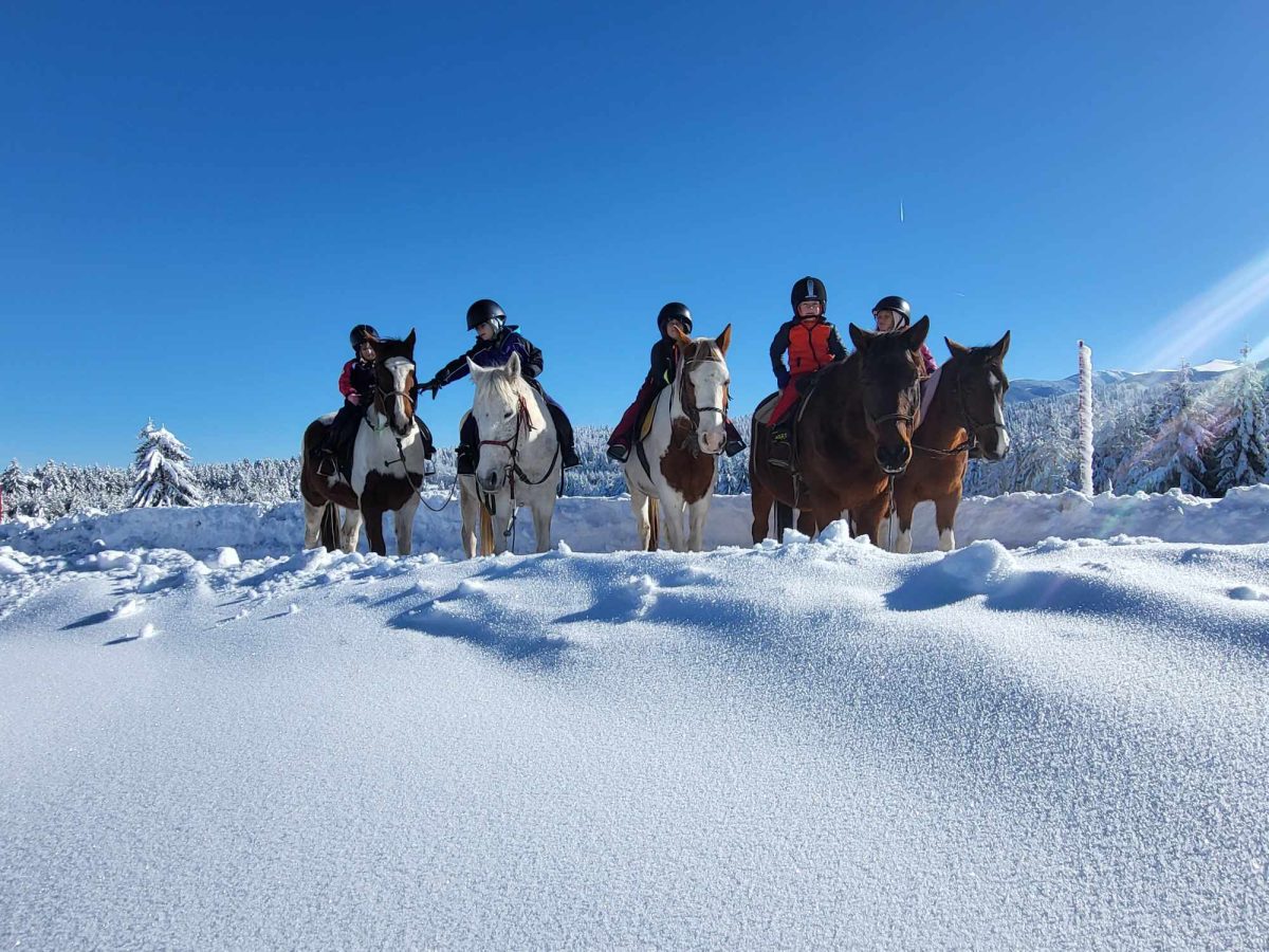 A horse experience as a gift