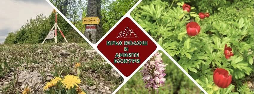 Wild peonies on the slopes of the Konyavska Mountain